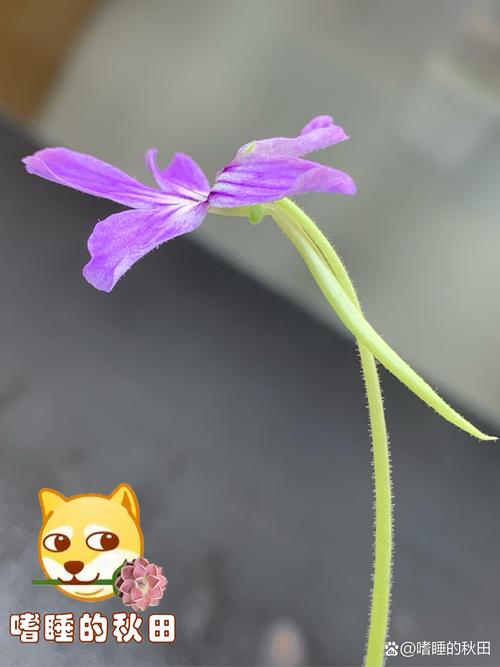 抖音叁花贰叶捉虫是什么