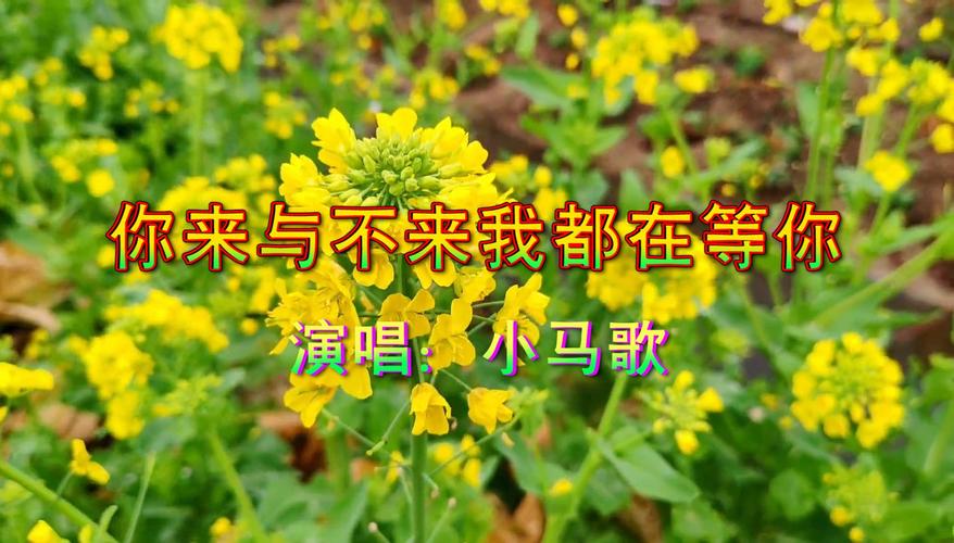 抖音最火5首情歌是什么