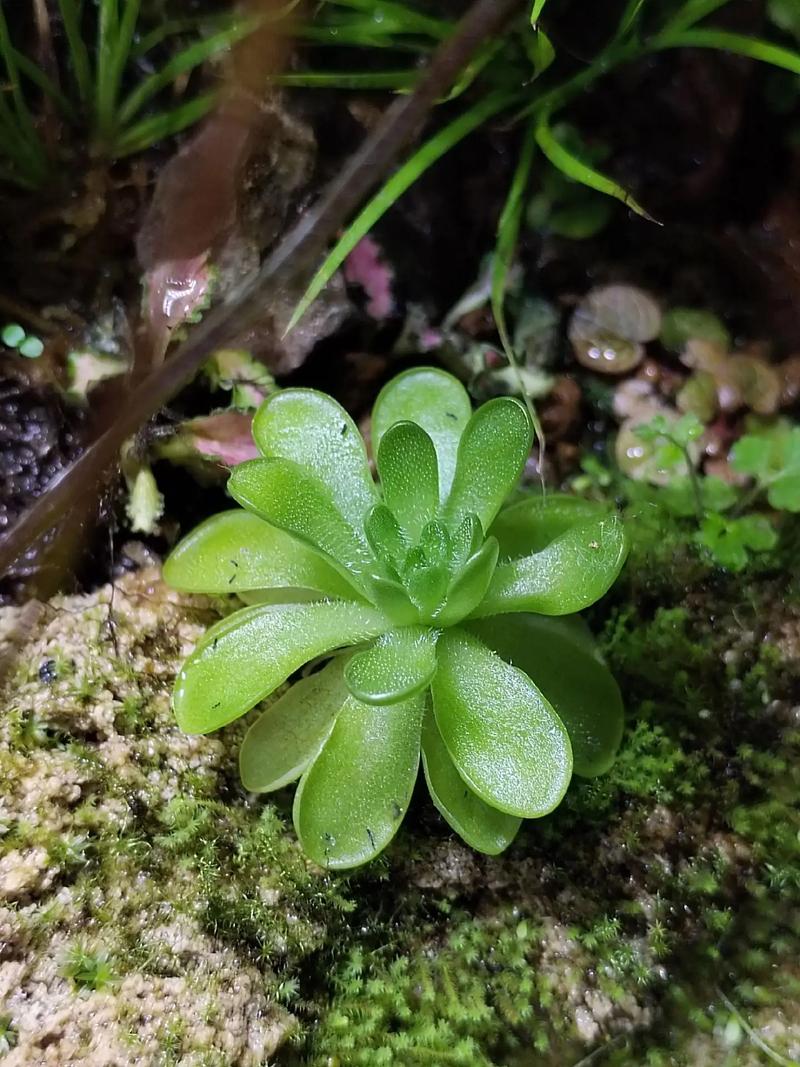 抖音叁花贰叶捉虫是什么