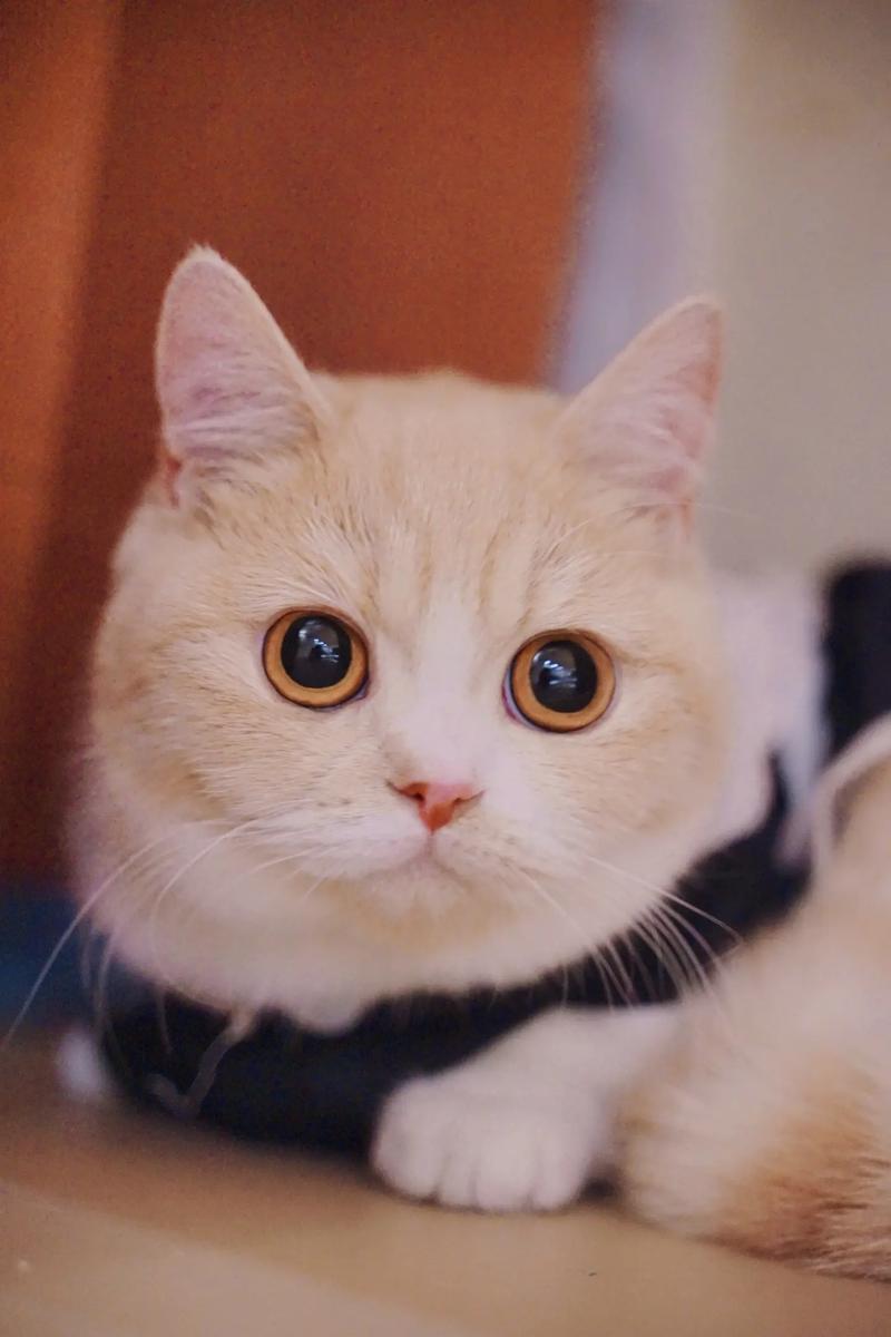 抖音中的猫是什么猫啊