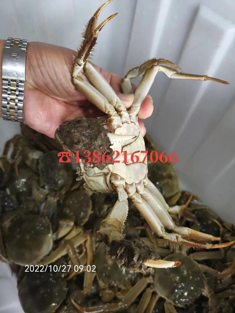抖音有个买螃蟹的叫什么