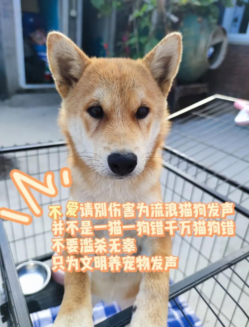 抖音有首歌唱狗什么的