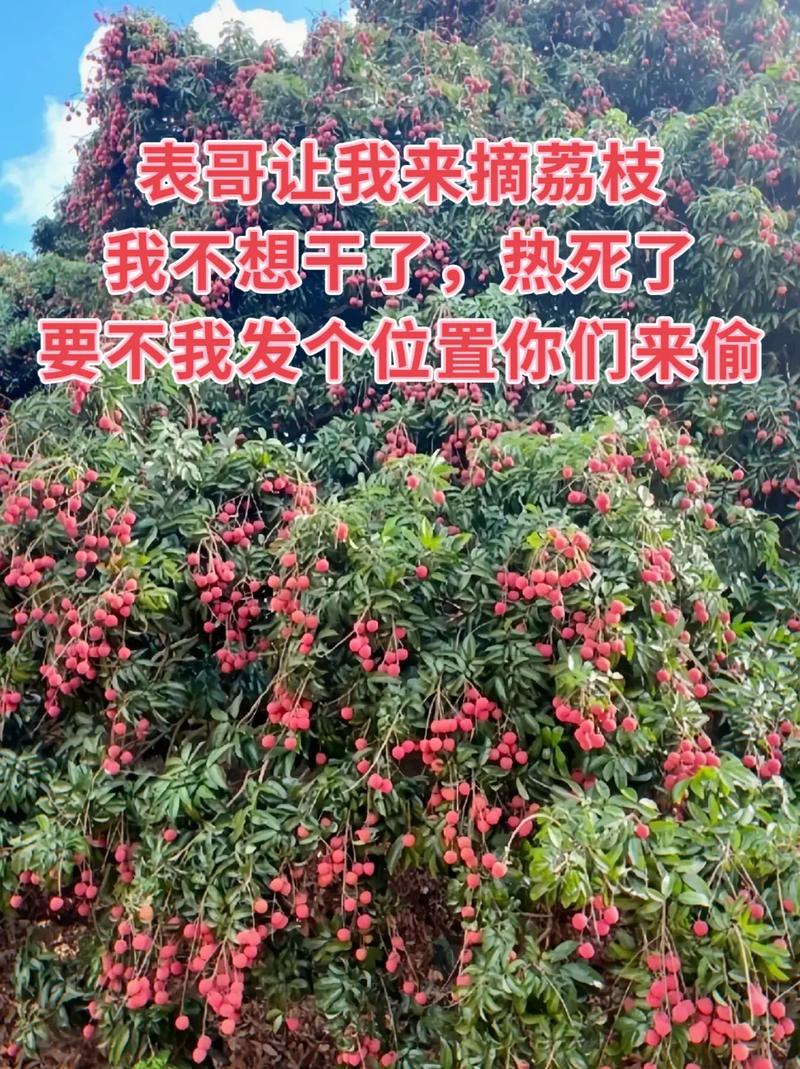 抖音一颗荔枝呀什么梗