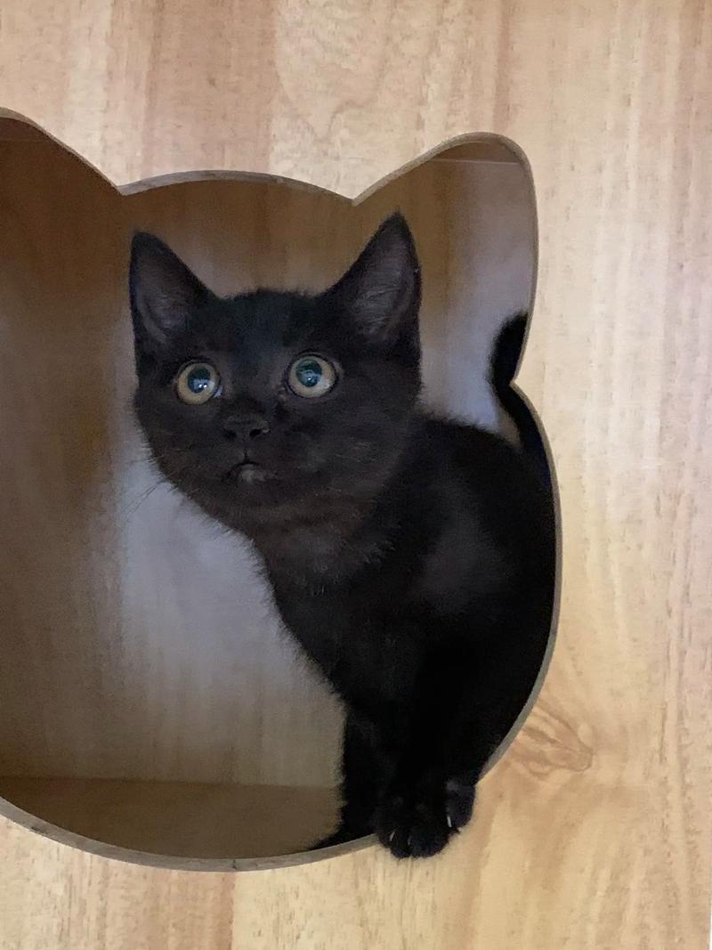 抖音上黑毛色的猫是什么