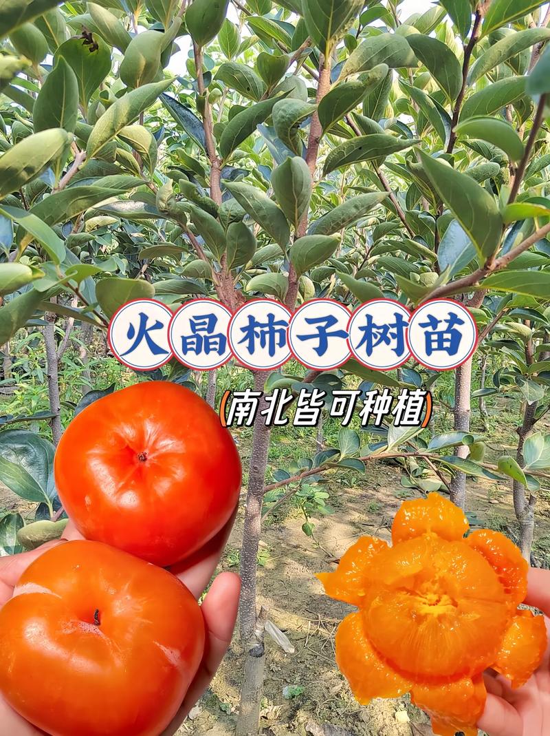 在抖音上种植什么最火呢