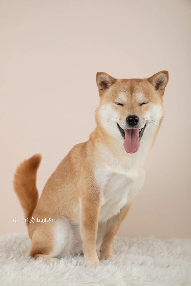 抖音里傻笑的狗是什么狗