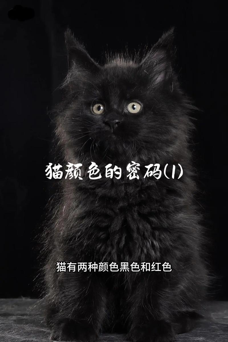 抖音上黑毛色的猫是什么