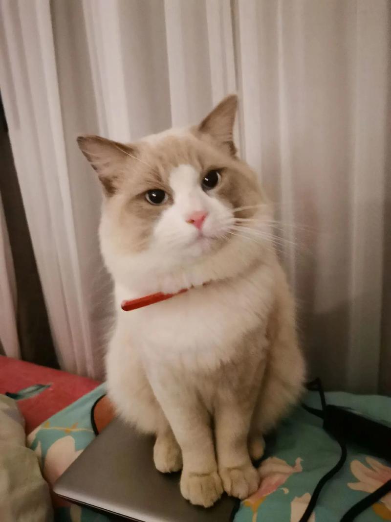 抖音有猫咪的名字叫什么