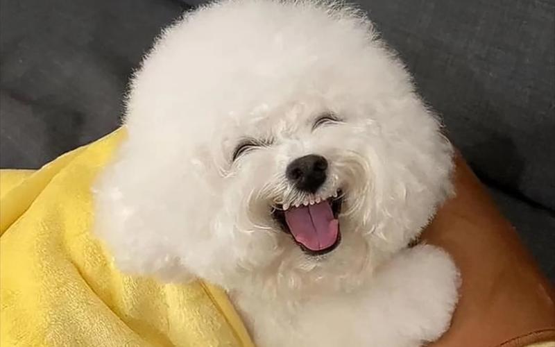 抖音里傻笑的狗是什么狗