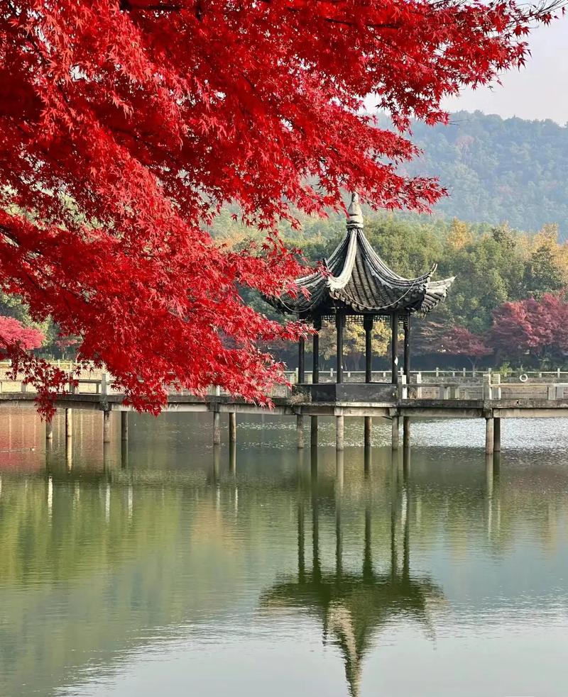 抖音很火的风景树叫什么