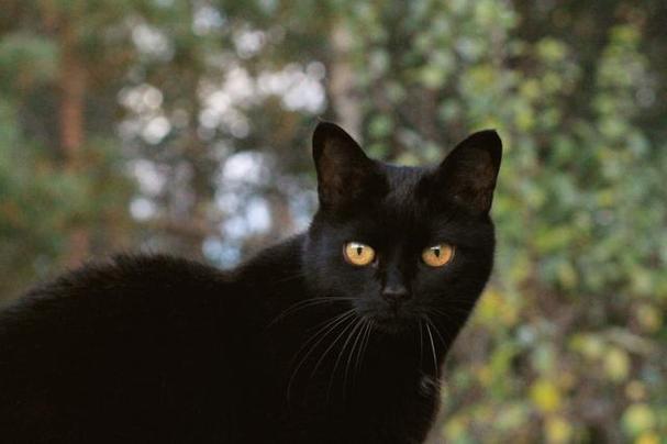 抖音上黑毛色的猫是什么