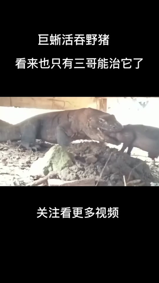 抖音印度巨蜥是什么梗啊