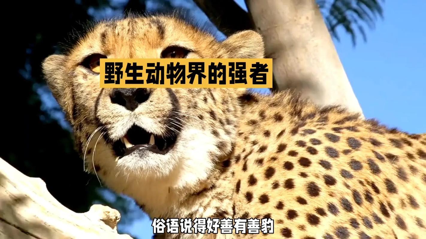 抖音豹子那是什么电视剧