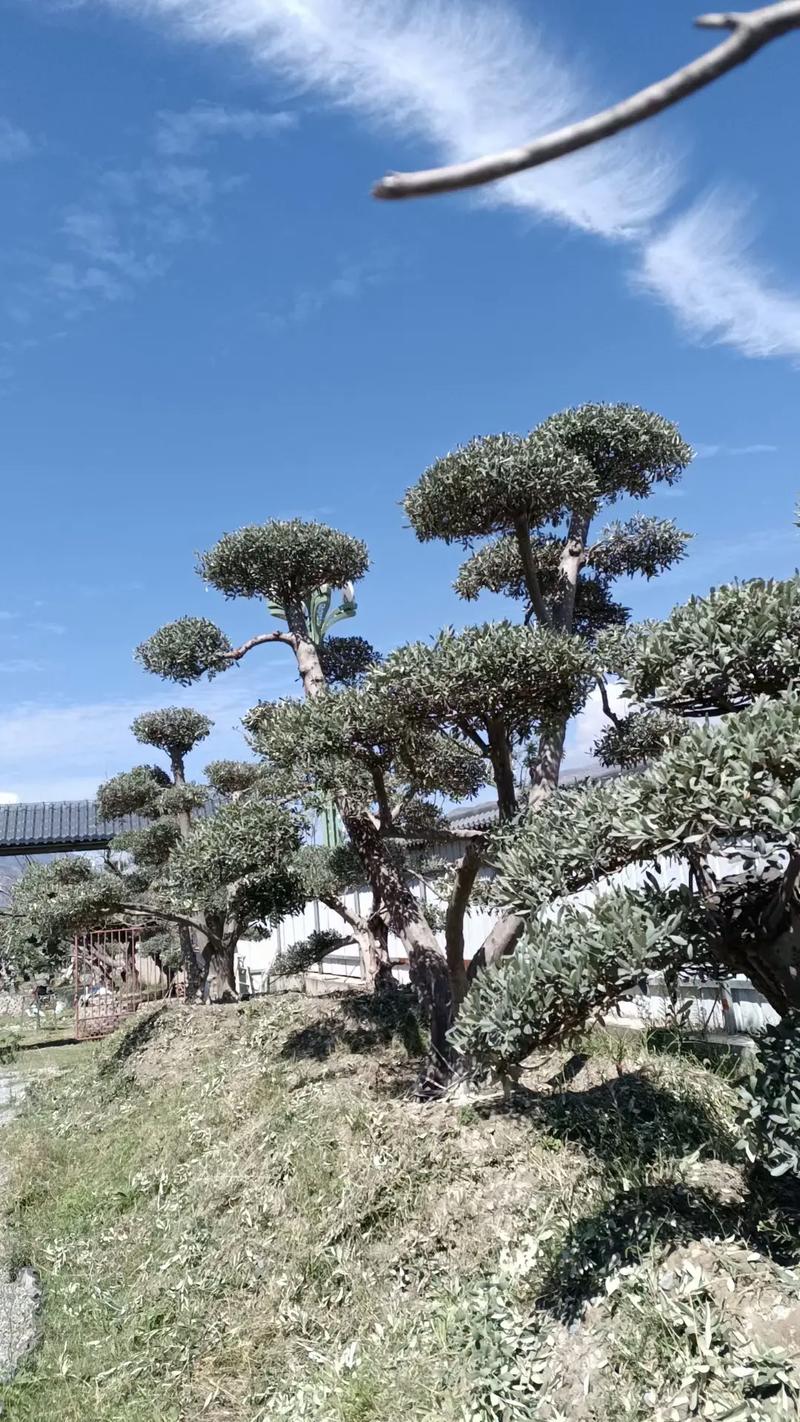 抖音很火的风景树叫什么