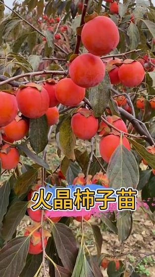 在抖音上种植什么最火呢