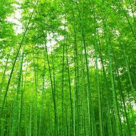 抖音头像绿标是什么意思