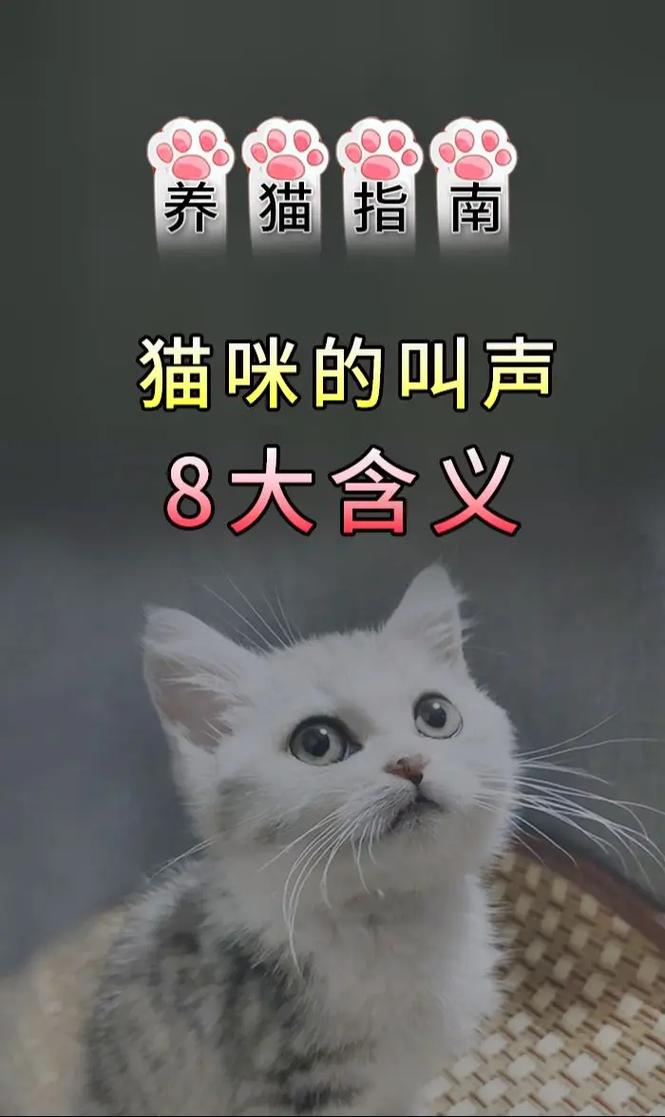 抖音有猫咪的名字叫什么