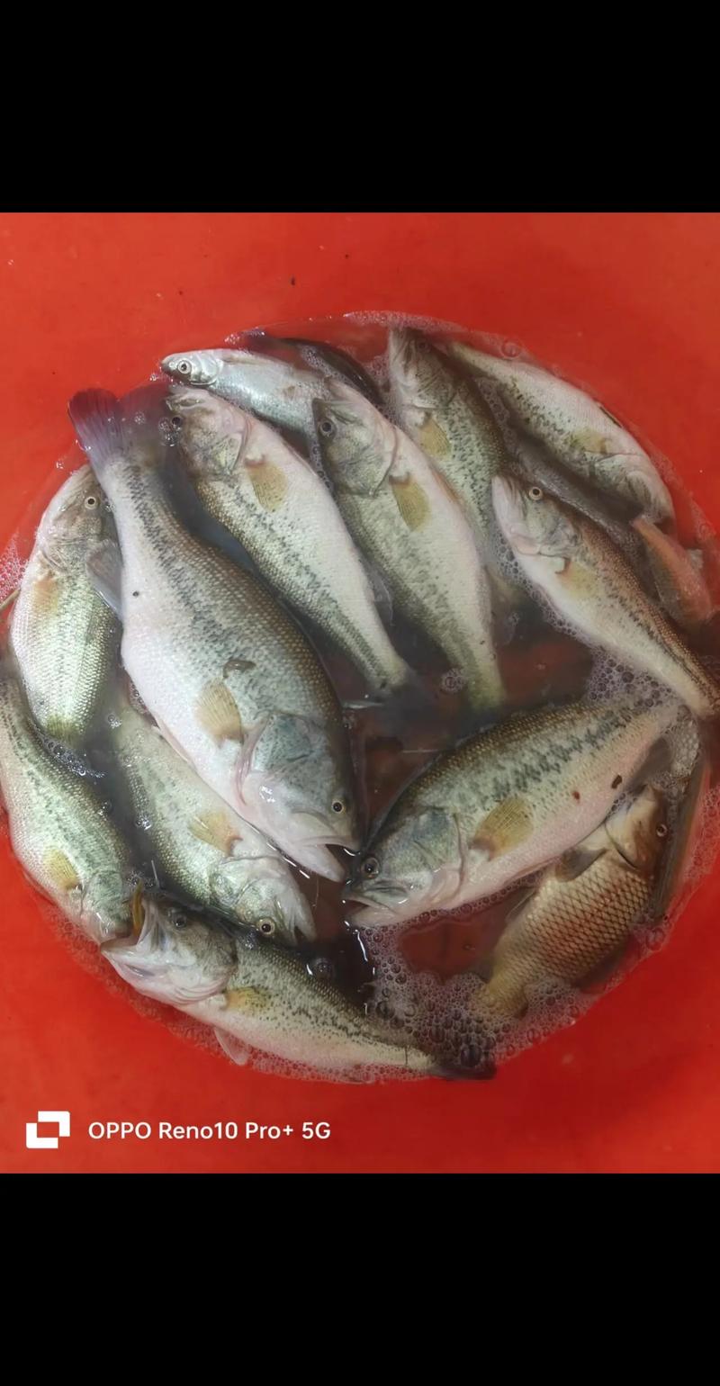 资兴贴片流量卡
