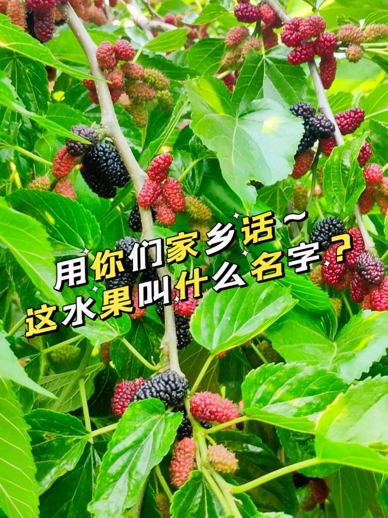 抖音有个水果名叫什么