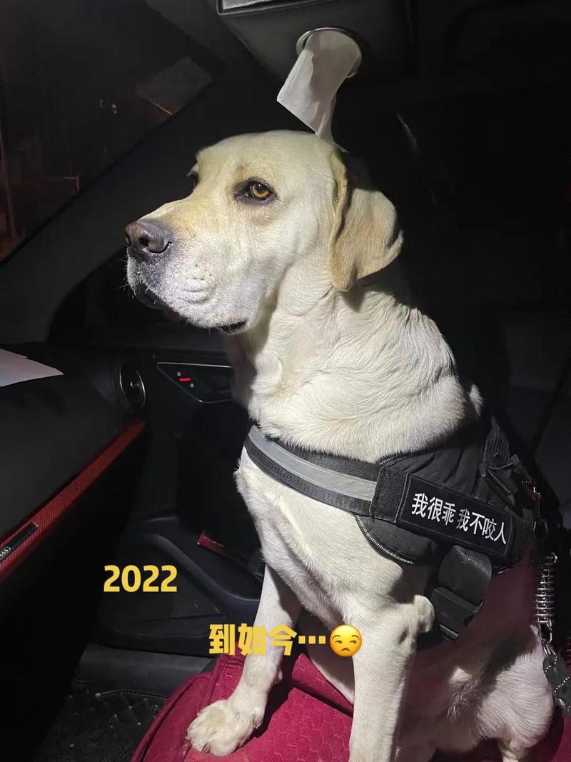 抖音的修狗是什么意思