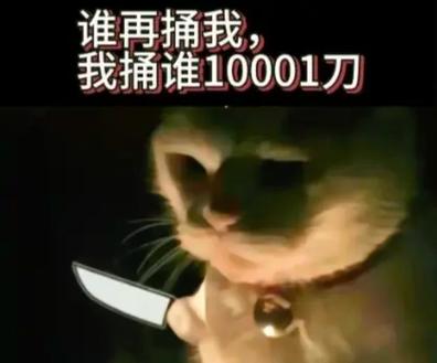 抖音里叫刀什么的猫