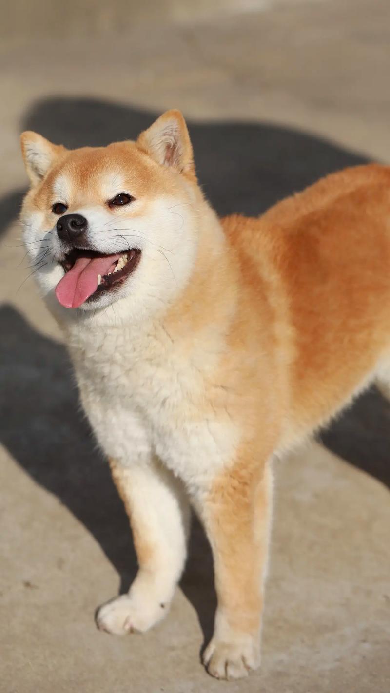抖音里有个大柴犬是什么