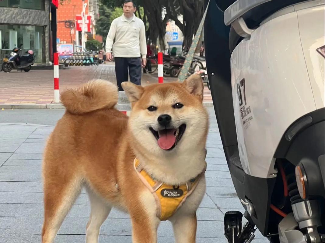 抖音里有个大柴犬是什么