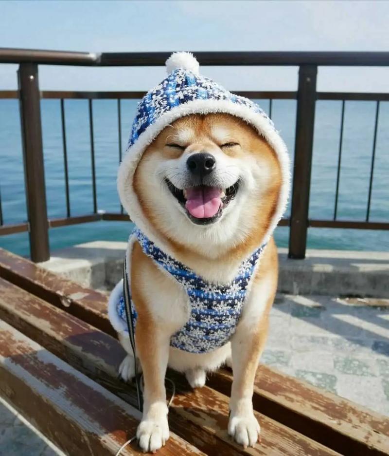 抖音里有个大柴犬是什么