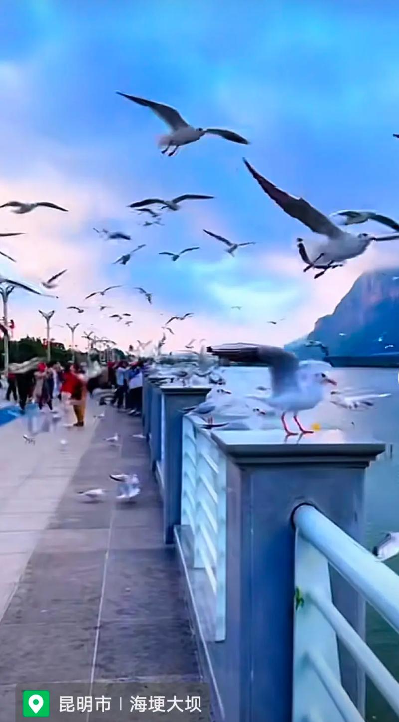 抖音的图片长什么样子呀