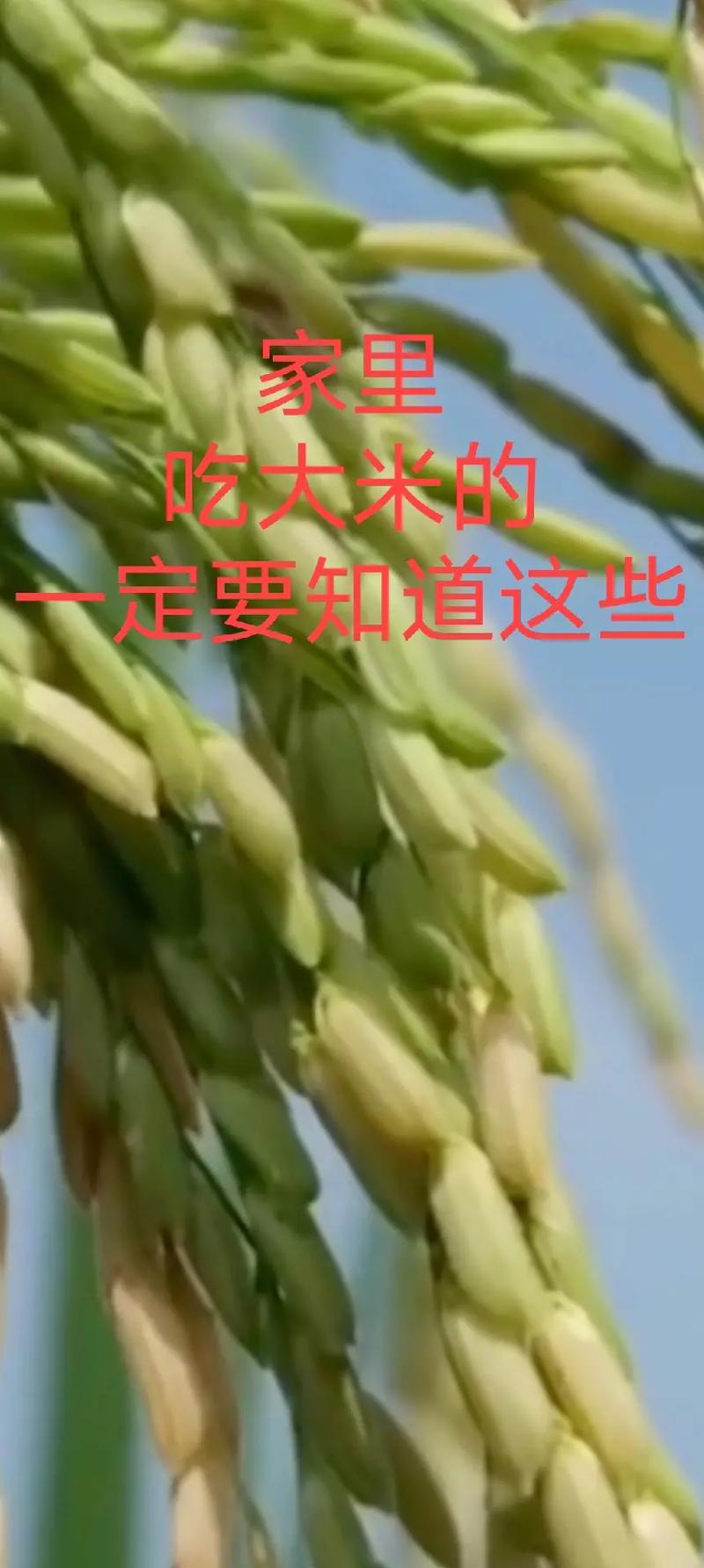 抖音里为什么说米可以吃