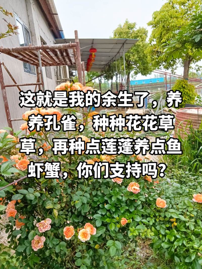 抖音蓝号养殖的需要什么