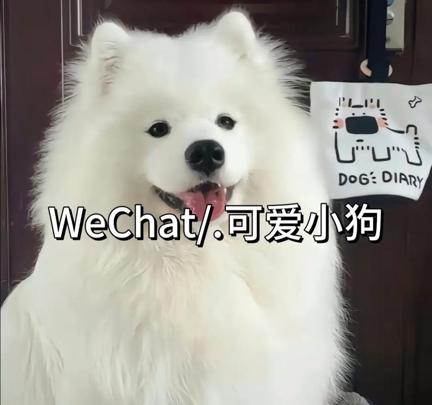 抖音女网红小狗叫什么