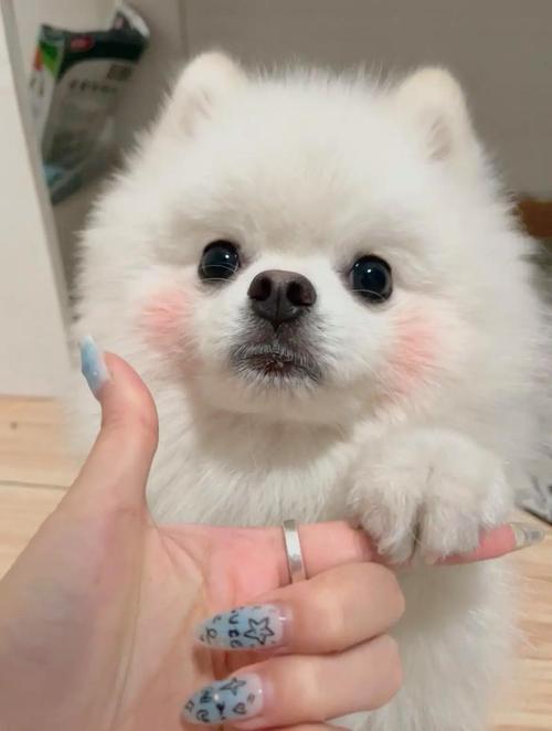 抖音女网红小狗叫什么
