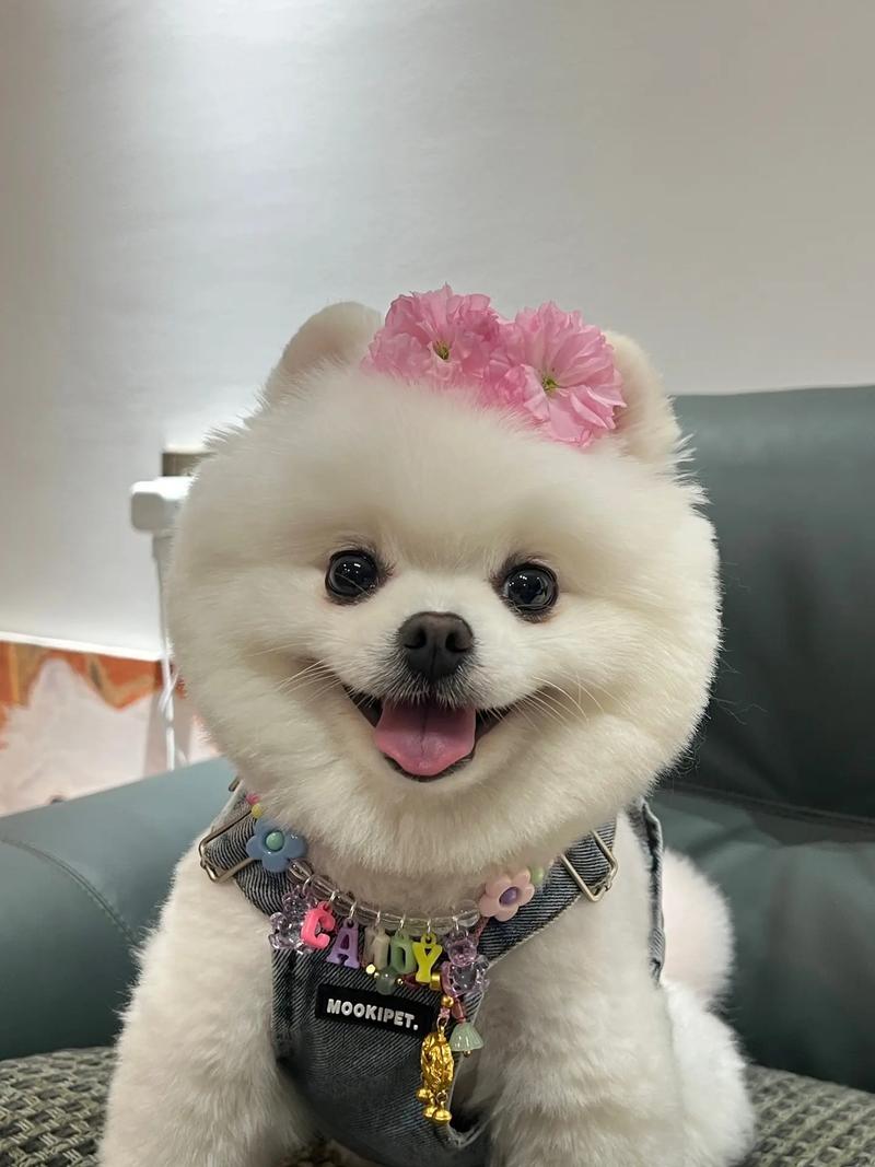 抖音女网红小狗叫什么