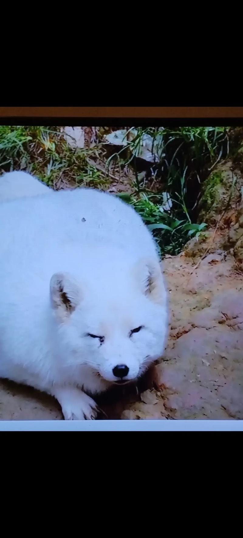 抖音网红狐狸叫什么名
