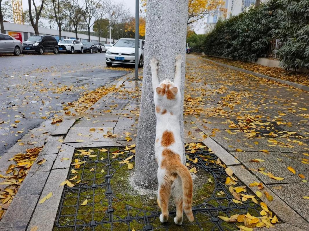 抖音走路带风的猫是什么