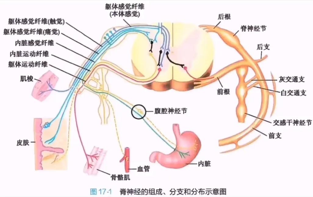 主动脉神经疼是什么抖音
