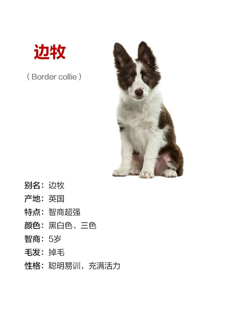 抖音最火边牧是什么歌
