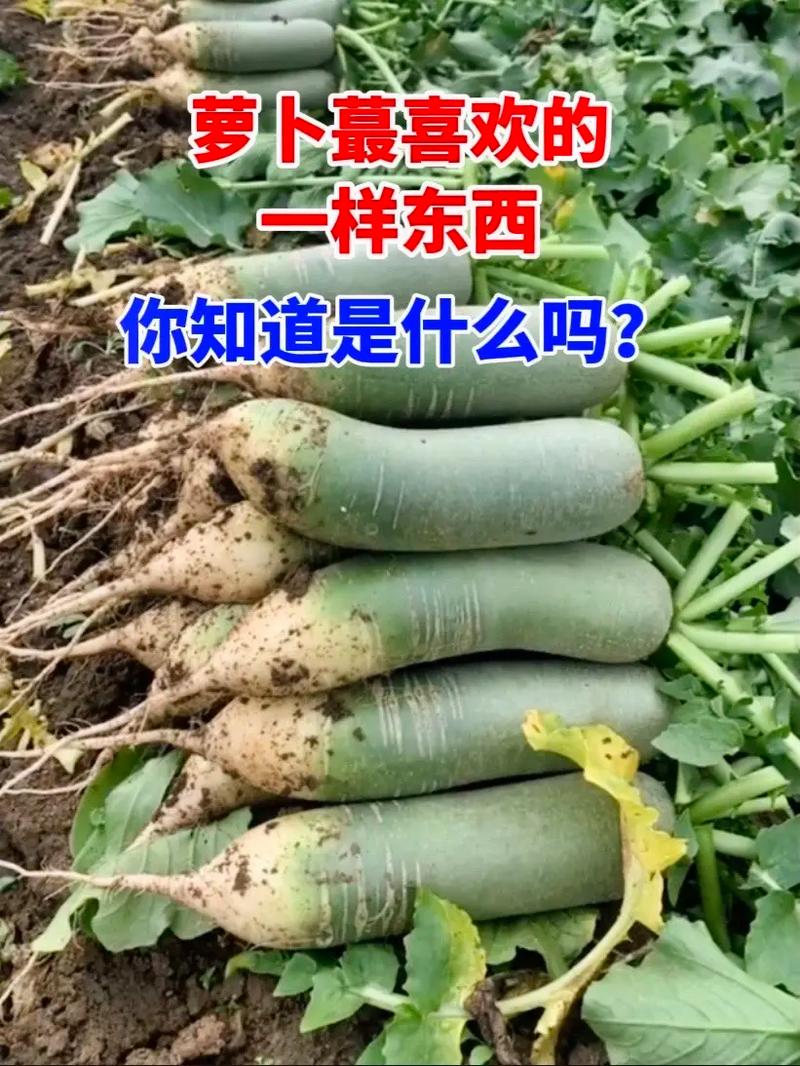 抖音奖励一根萝卜是什么