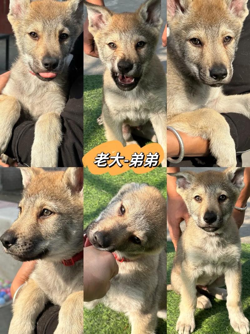抖音狼狗叼枝花什么意思