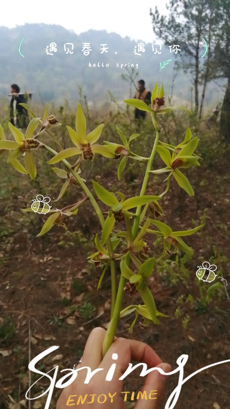 抖音的兰花都是什么草种