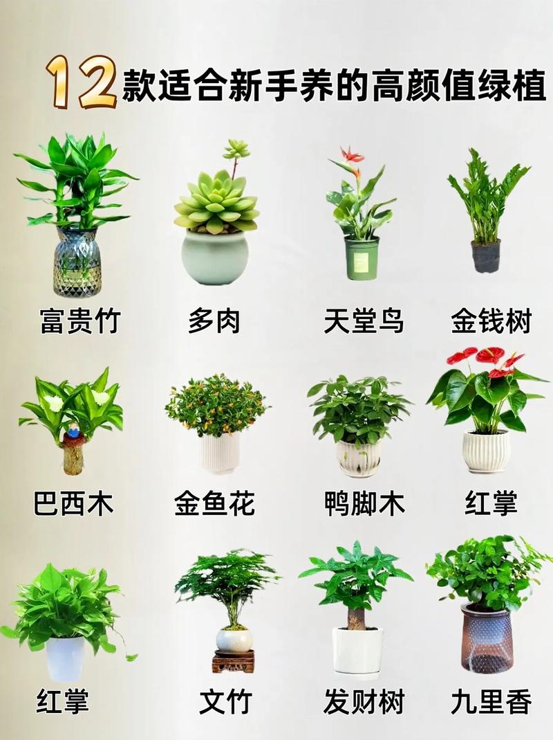 抖音绿植是什么样的人