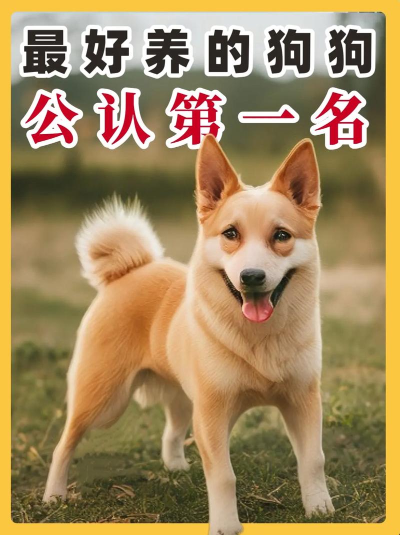 抖音上养什么狗比较好
