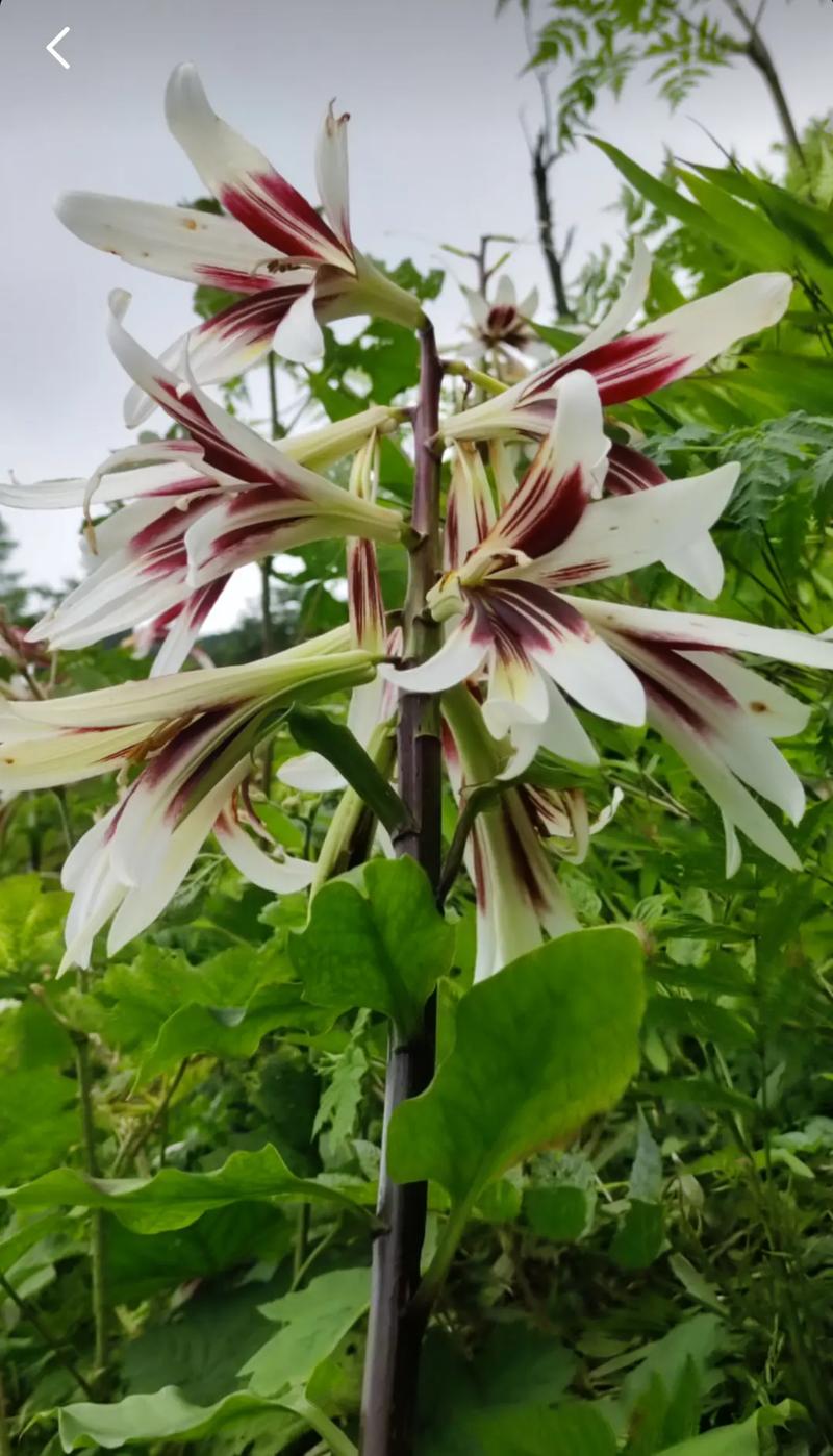 抖音上最难折的花是什么