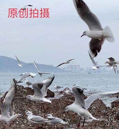 快手怎么变原创
