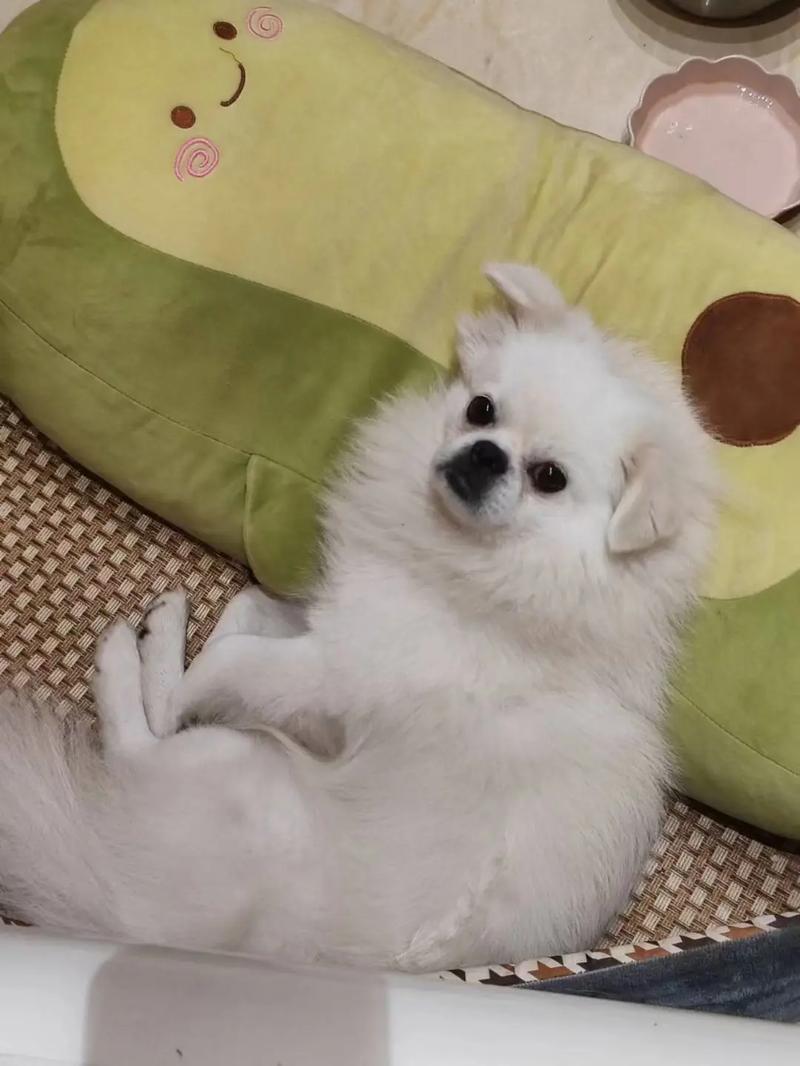 抖音上养什么狗比较好