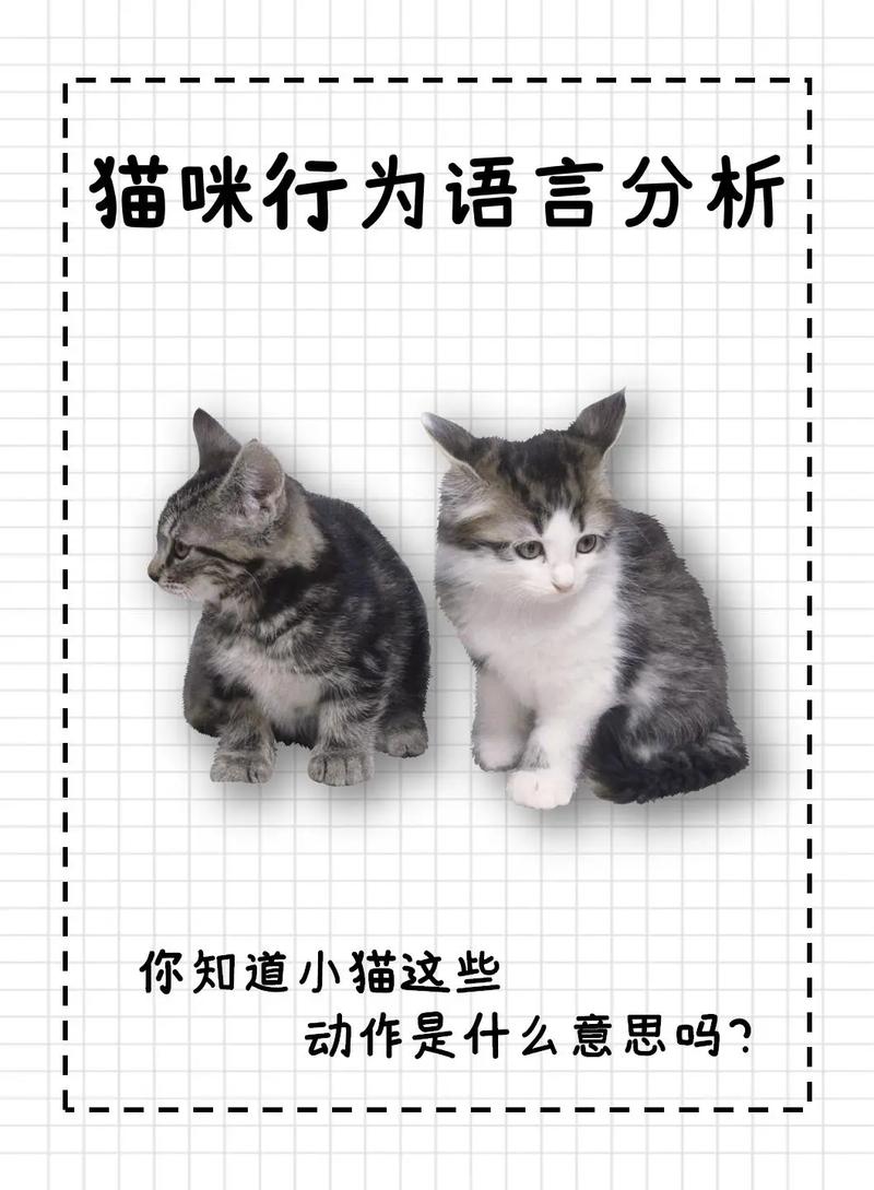 抖音平台猫是什么意思啊