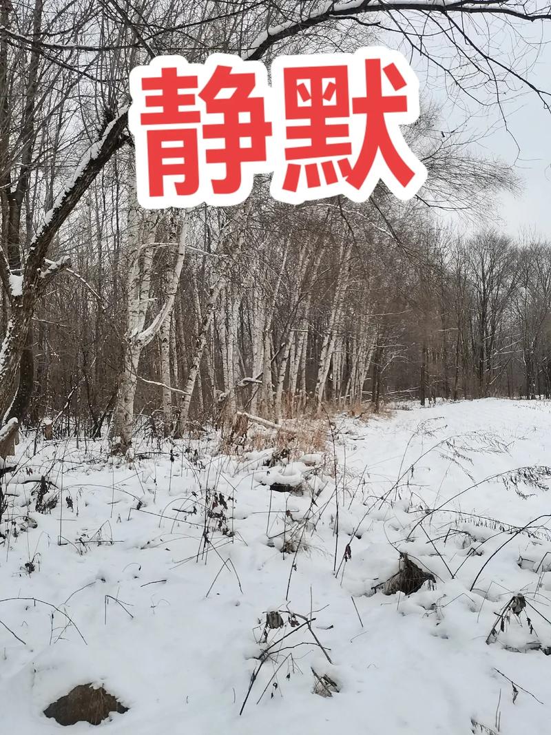 抖音上的静默是什么意思