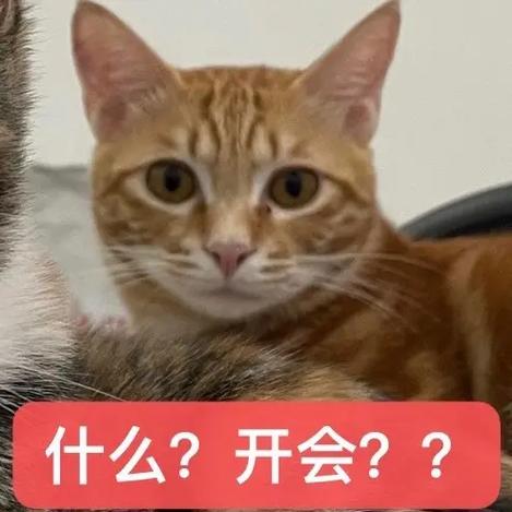 抖音平台猫是什么意思啊