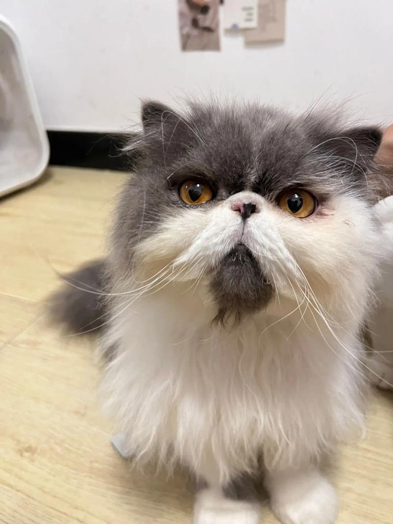 抖音中的猫是什么猫啊